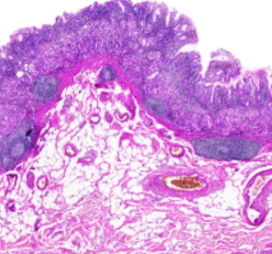 Histological images